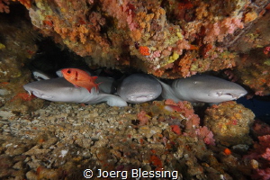 Nurseshark line up by Joerg Blessing 